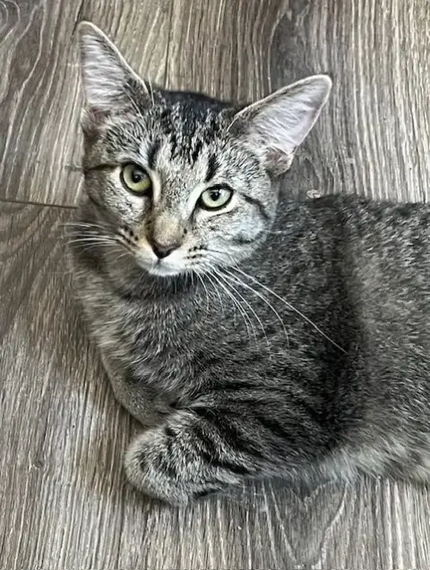 Kitten Miss Rey Rey