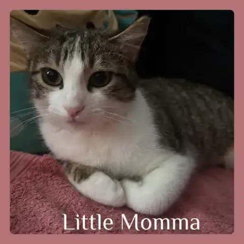 Little Momma