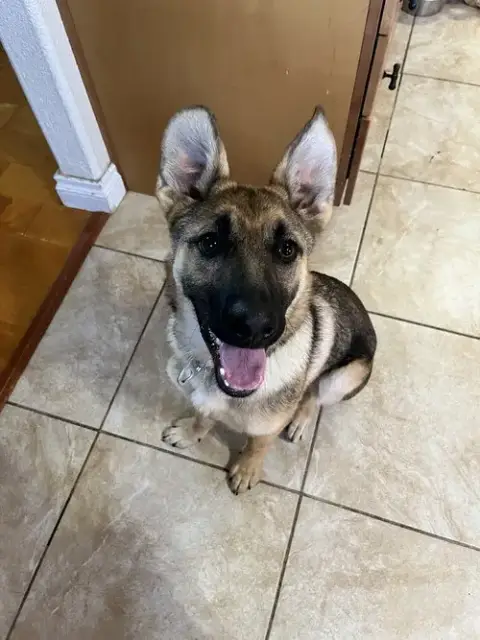 Cheyenne photo 2