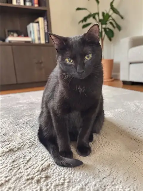 Bonnie