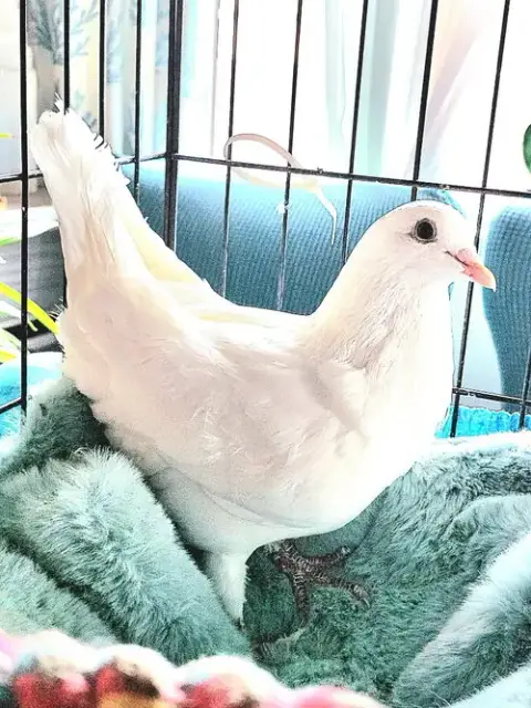 Elio