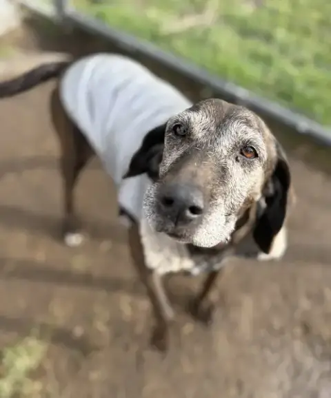 Sadie photo 4