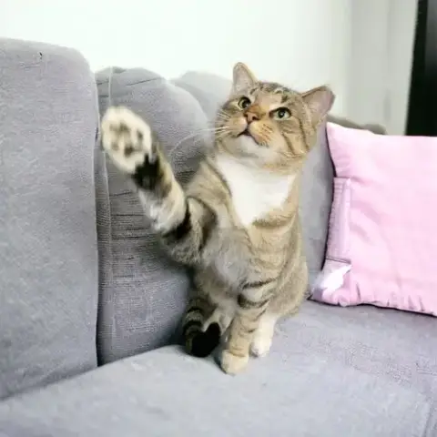 Kitty Man