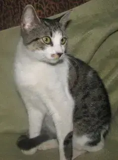 Sharon