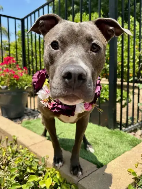 Jada photo 5
