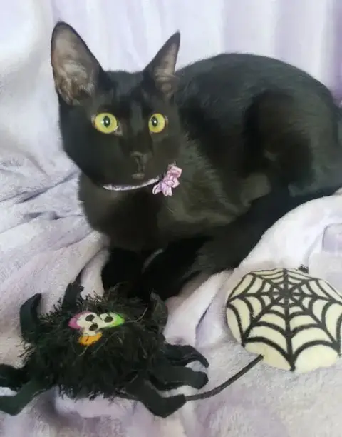 Gretel #Cute-Mini-Panther photo 2