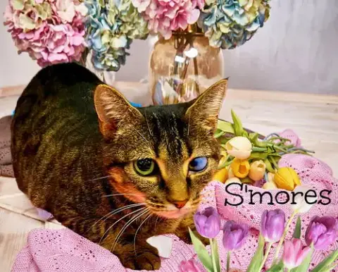 S'Mores