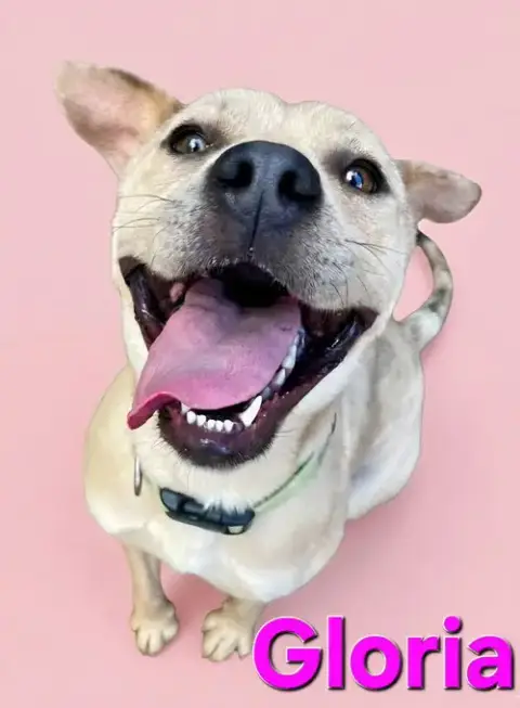 Gloria