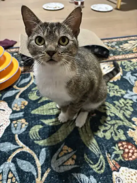 Daisy