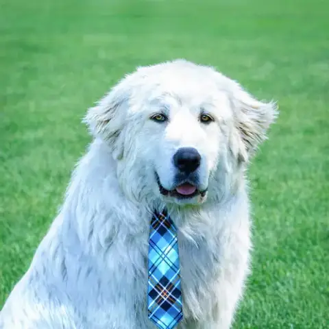 Bentley photo 3
