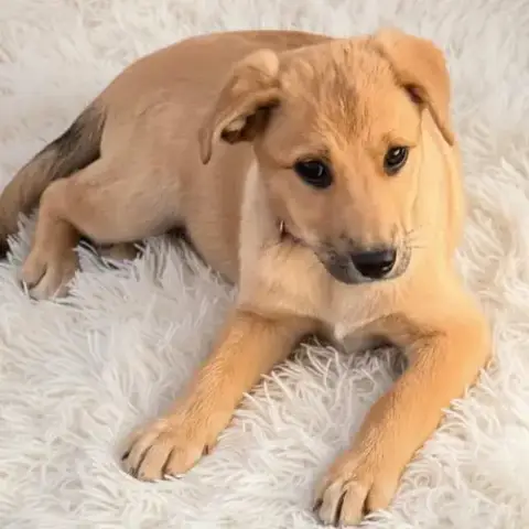 Cinnamon