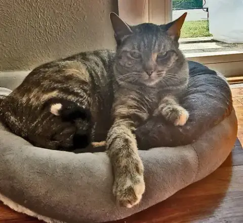 Pepper photo 3