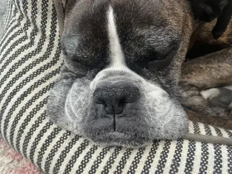 Buddy photo 4