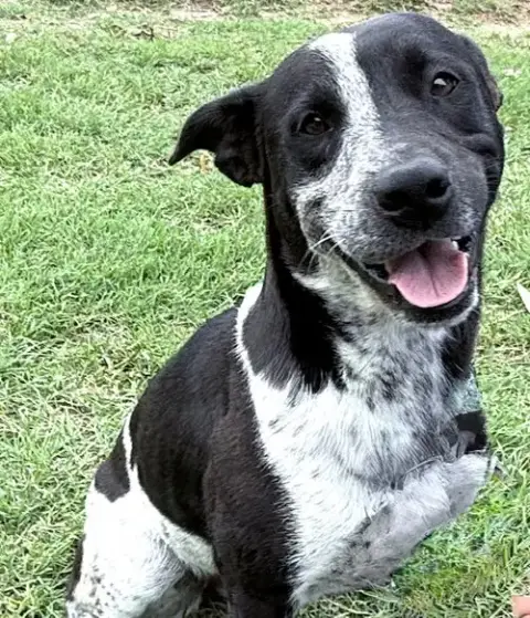 Bessie photo 2