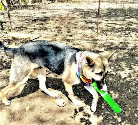 Sheba photo 5