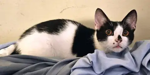Kitten Geeky photo 3