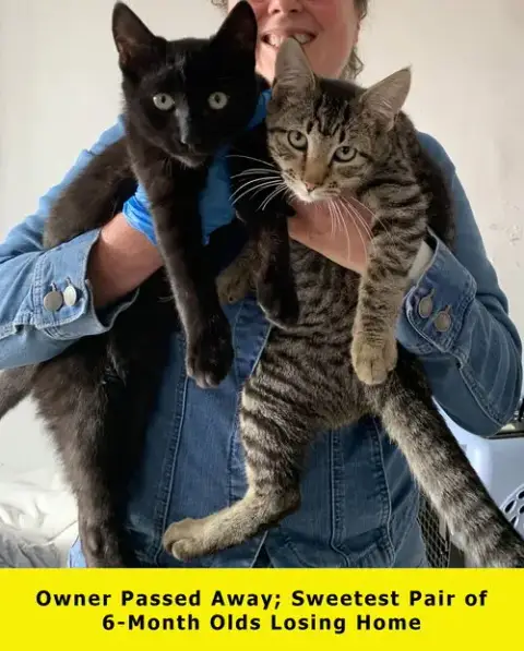 Pepper & Panther photo 2