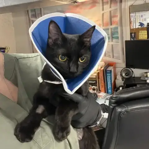 Azula