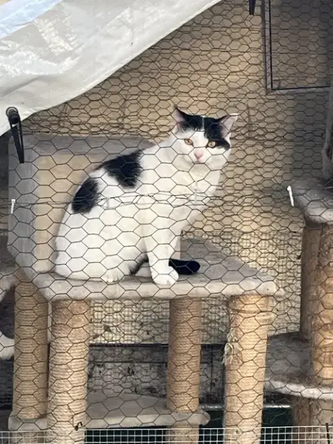 Frankie