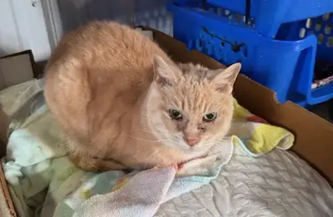 Sammie