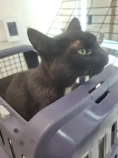 Bellatrix
