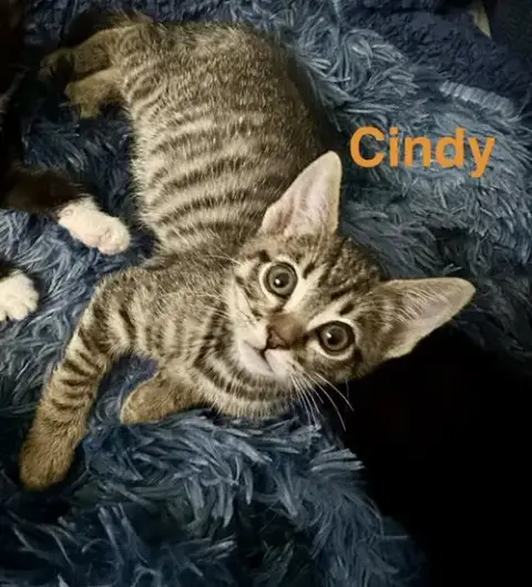 Cindy