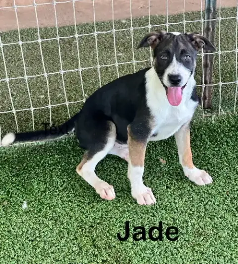Jade photo 4