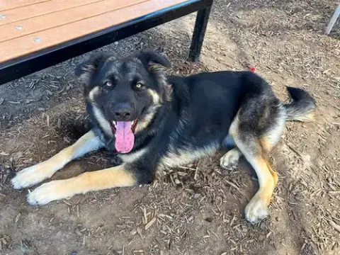 Cyrus