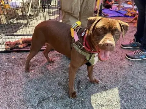 Sable