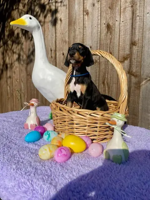 Hazel Pup Maple photo 3