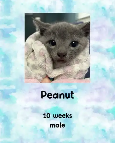 Peanut