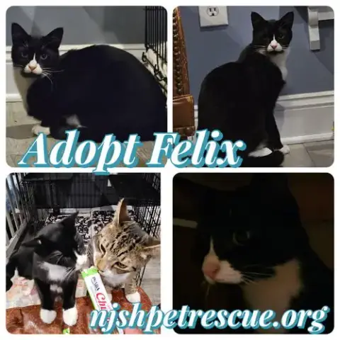 Felix photo 2