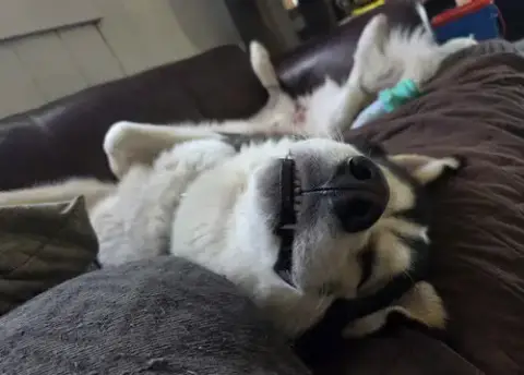 Oso photo 4