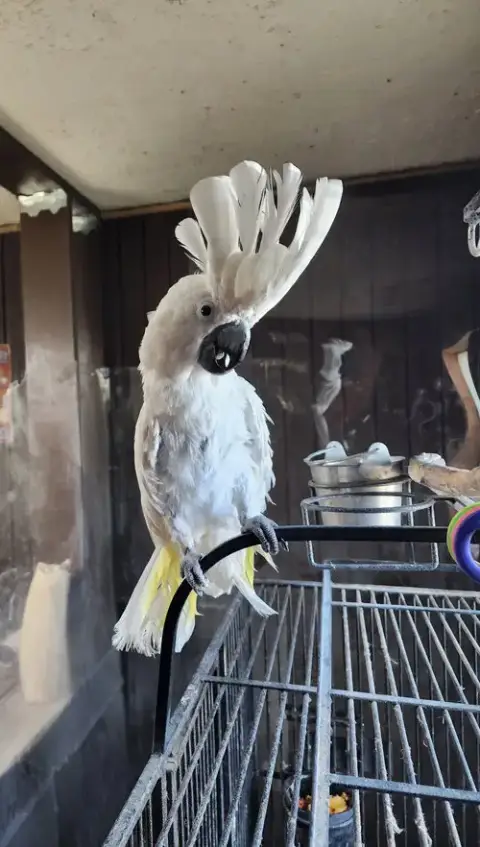 Sugar