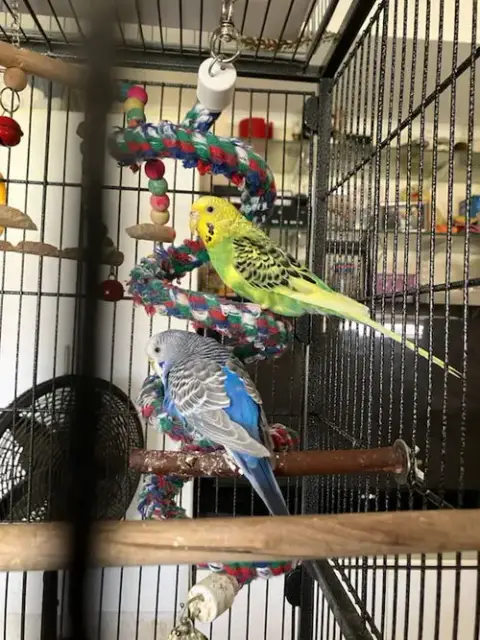 Parakeets 2 Males photo 4