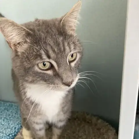 Felix photo 2