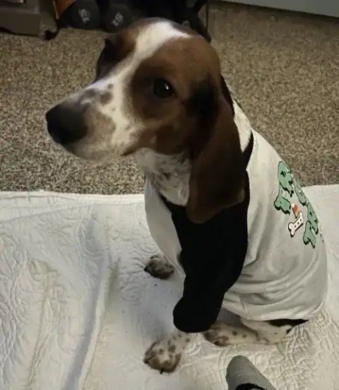 Sadie/Beagle- Adoption Pending photo 2