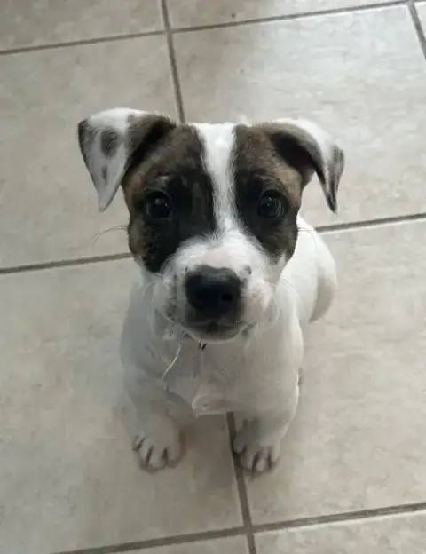 Patch