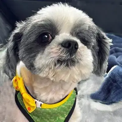 Cooper