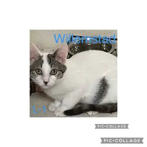 Willem Tcc photo 4