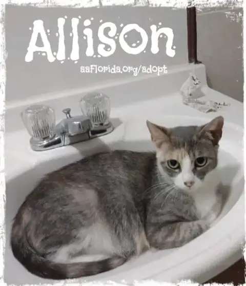 Allison photo 4