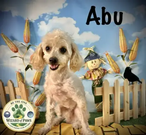 Abu photo 3