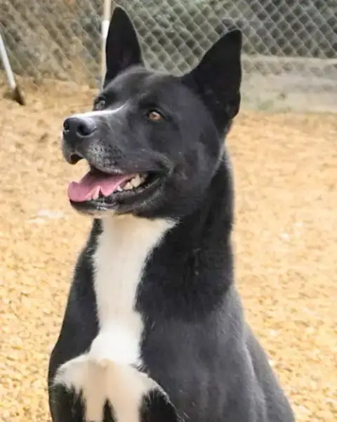 Rambo photo 4