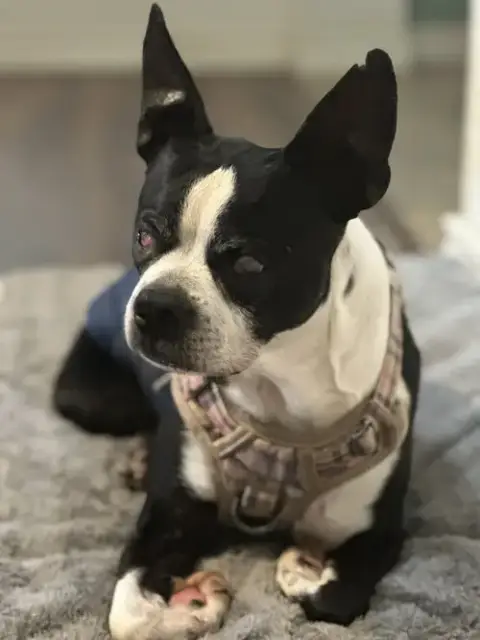 Charlie photo 2