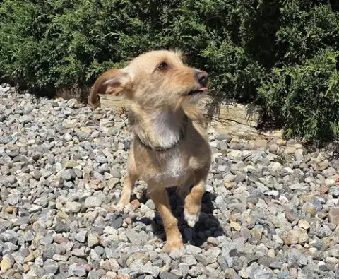 Very Special Vera ~ Dorkie Fun
