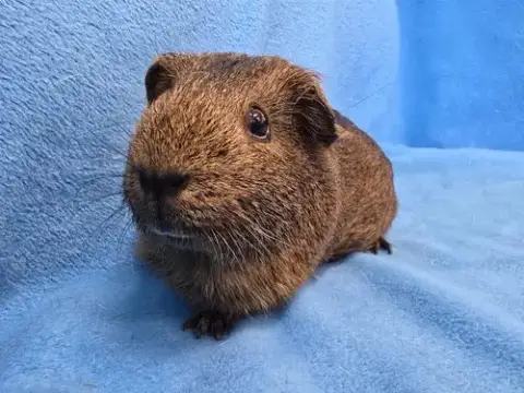 Coco