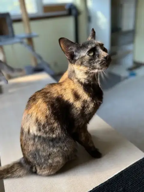 Frankie