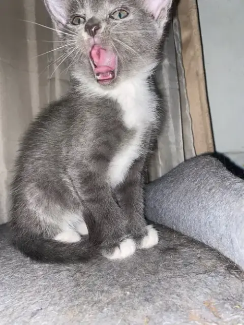 Adorable Kittens photo 3