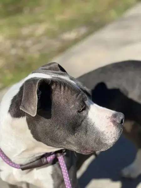 Dottie photo 2