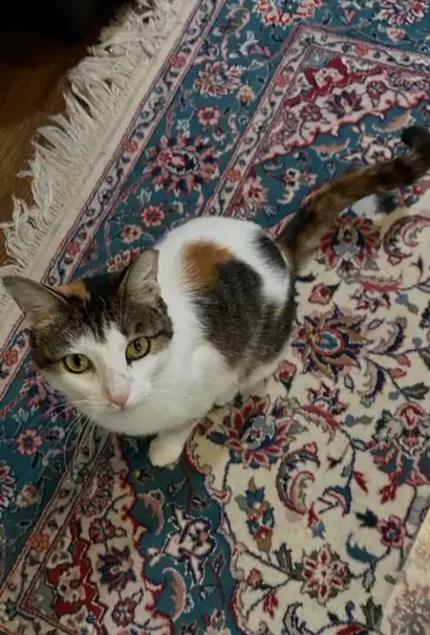 Dinah Is A Doll! Adopt Asap! Stunning! photo 3